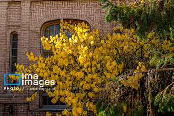 Autumn beauties in Iran’s Tabriz