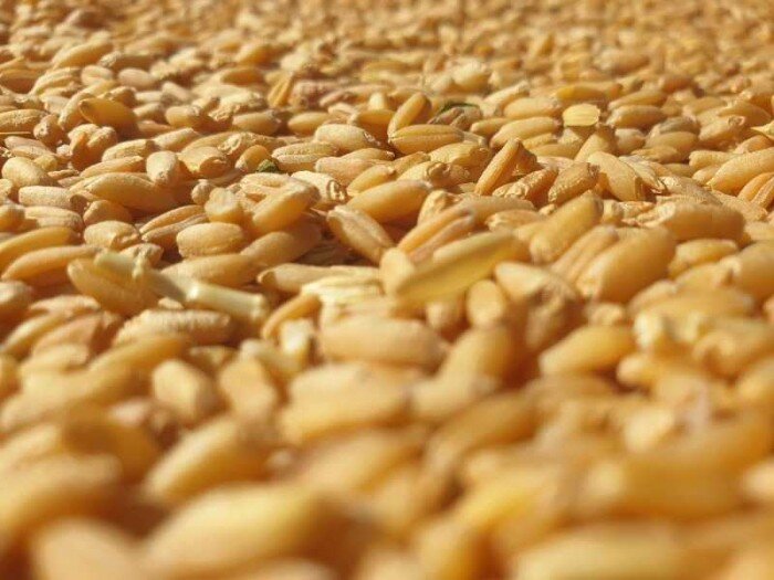 نگرانی گندمکاران قلعهگنج از قطع بیموقع موتورپمپها