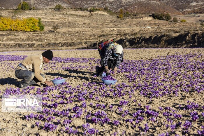 رفع تعهدات ارزی؛ راهکار جلوگیری از قاچاق زعفران