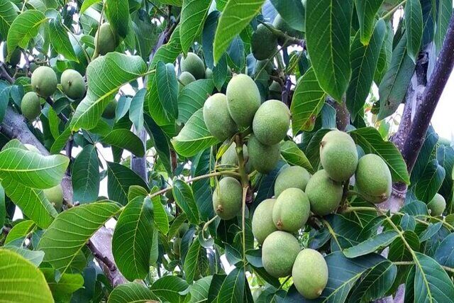 جهاد کشاورزی انگوت در هزینه اصلاح باغات گردو مشارکت می‌کند