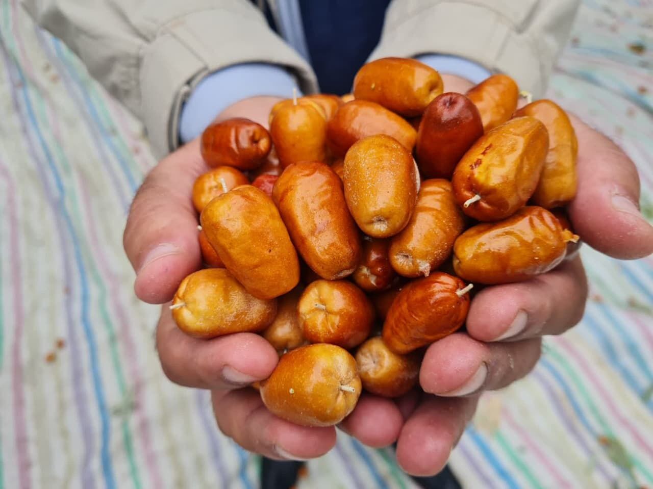 ۳۳ درصد سنجد کشور در آذربایجان شرقی تولید میشود ۳۳ درصد سنجد کشور در آذربایجان شرقی تولید میشود