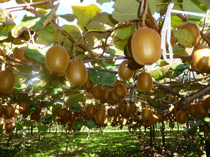 کیوی مازندران در سبد غذایی هندیها