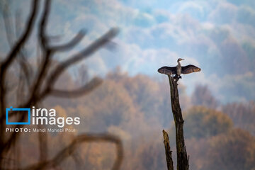 Stunning autumnal beauty of Mazandaran