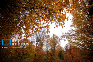 Stunning autumnal beauty of Mazandaran