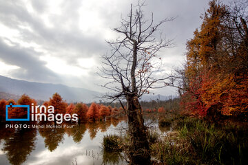 Stunning autumnal beauty of Mazandaran