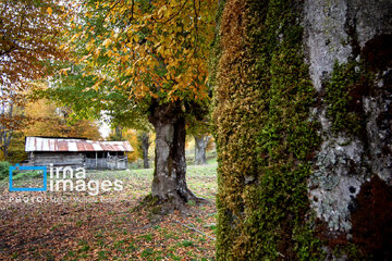 Stunning autumnal beauty of Mazandaran