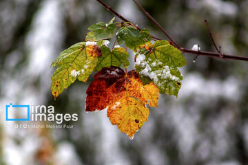 Stunning autumnal beauty of Mazandaran