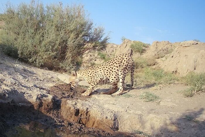 پیشرفت اقدامات در حفاظتگاه مردمی یوزکنام پل ابریشم/ثبت ۱۰ قلاده یوز در این منطقه