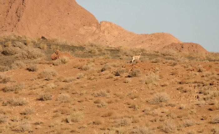 پیشرفت اقدامات در حفاظتگاه مردمی یوزکنام پل ابریشم/ثبت ۱۰ قلاده یوز در این منطقه