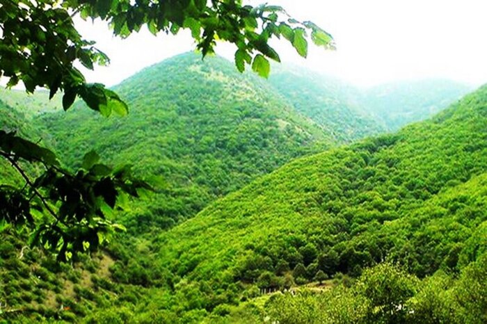 مصاحبه تفصیلی | چرا حال جنگلهای ایران خوب نیست؟