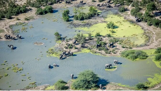 تغییرات آب و هوایی و جلبکهای سمّی به مرگ فیلها منجر شد
