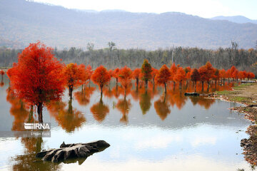 پاییز بهاری مازندران؛ آفتاب بهجای باران