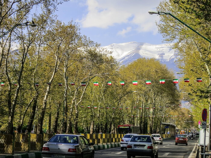 راز ماندگاری درخت ۸۰ ساله خیابان ولیعصر/درختی که تسلیم نشد