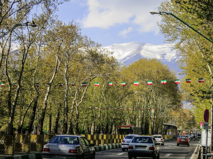 راز ماندگاری درخت ۸۰ ساله خیابان ولیعصر/درختی که تسلیم نشد