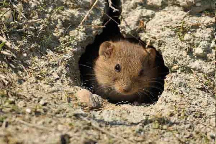 جهاد کشاورزی کرمانشاه نسبت به افزایش جمعیت موشها در مزارع استان هشدار داد