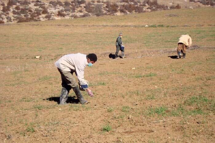 جهاد کشاورزی کرمانشاه نسبت به افزایش جمعیت موش‌ها در مزارع استان هشدار داد