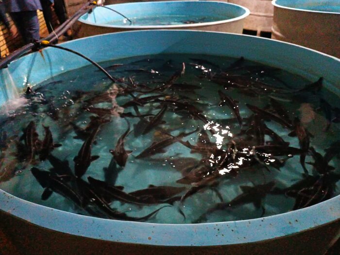 بازدید اعضای کمیسیون کشاورزی مجلس از طرحهای فعال گتوند