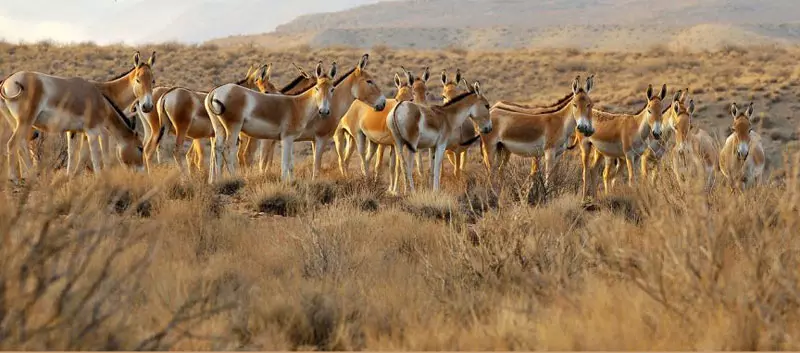 کویر پلوند در خراسان جنوبی؛ محل تلاقی کویر و کوهستان