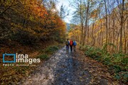 Autumn in Iran’s Golestan forests