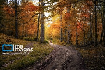 Iran : L'automne dans les forêts du Golestan au nord-est