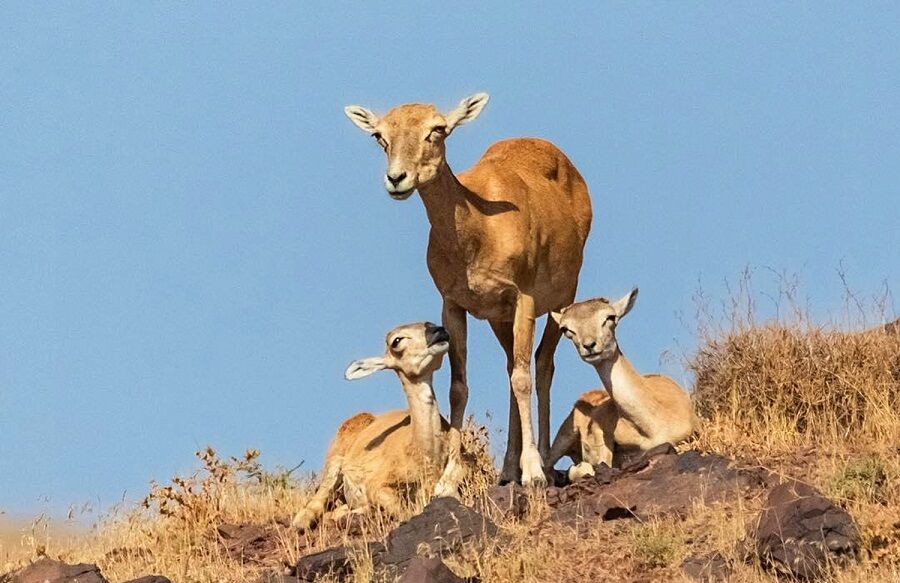 سرشماری حیات وحش کیامکی در جلفا آغاز شد سرشماری حیات وحش کیامکی در جلفا آغاز شد
