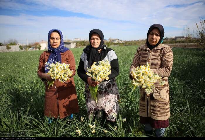 معاون آمار مازندران: تعداد کشاورزان در سرشماری به ۲۲۱ هزار بهره بردار رسید