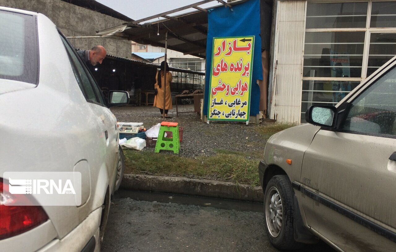 محیط زیست: خرید و فروش پرندگان مهاجر در مازندران جُرم است