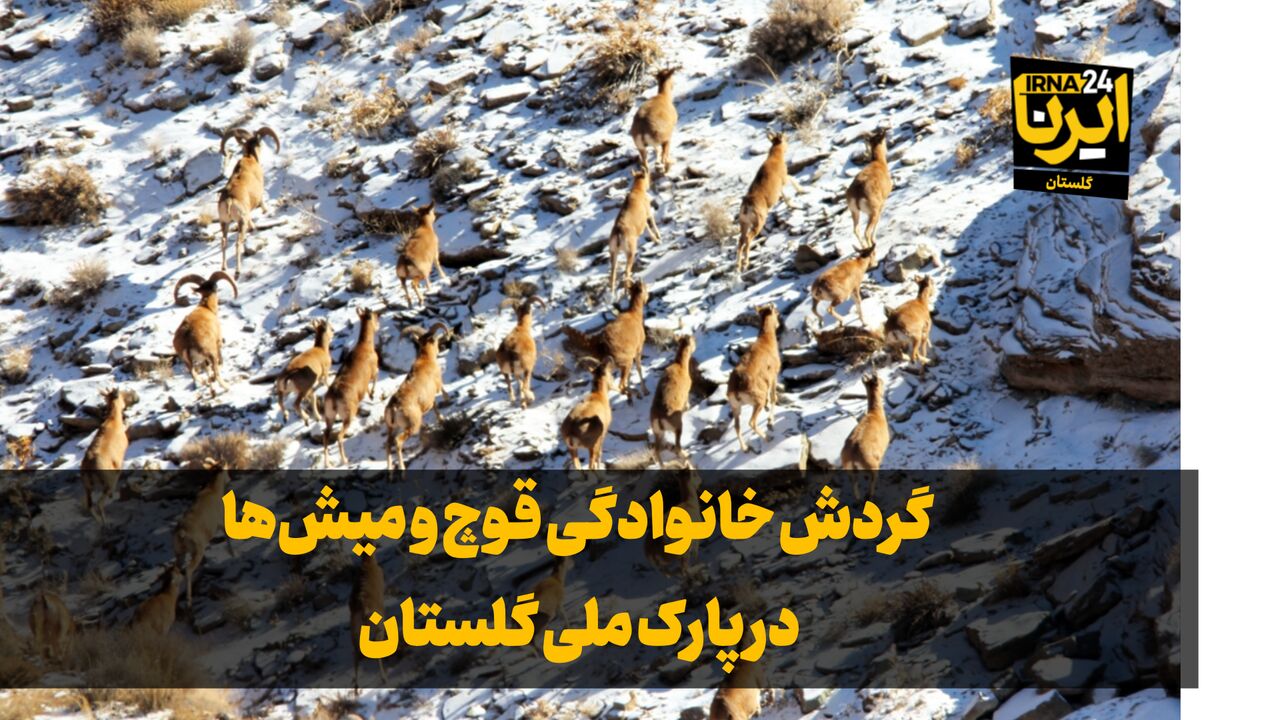 فیلم| گردش خانوادگی قوچ و میش‌ها در پارک ملی گلستان