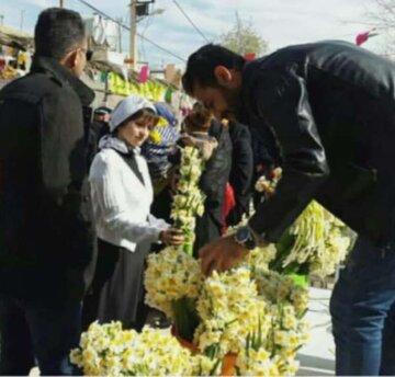 ششمین جشنواره گل نرگس شهرستان خفر افتتاح شد 