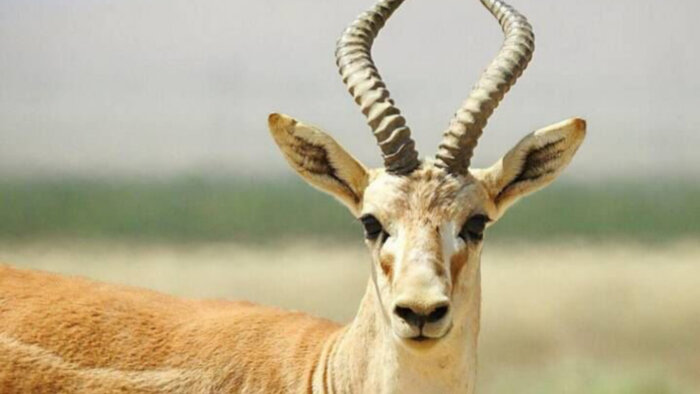 هوایِ شکار آهو و چشم فروبسته محیطبان