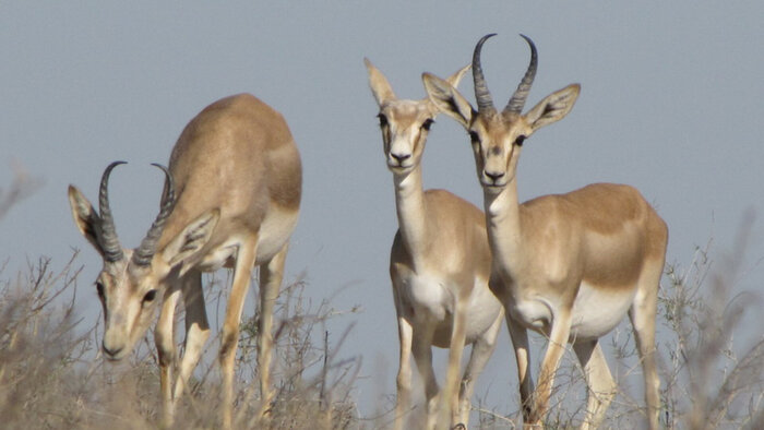 هوایِ شکار آهو و چشم فروبسته محیطبان