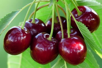 آذربایجان شرقی رتبه دوم تولید آلبالو در کشور است