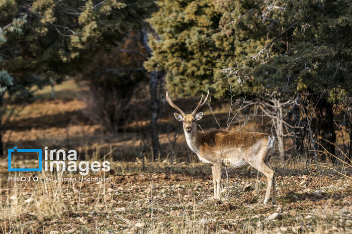 تولد ۶ گوزن زرد ایرانی در پارک‌های ملی کرخه و دز