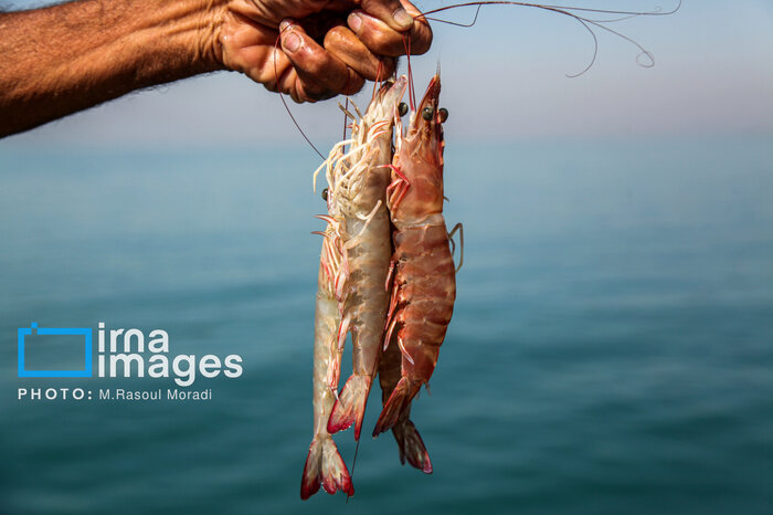 تولید آبزیان در سند ۱۰ ساله ۲ میلیون و ۶۰۰ هزار تن پیشبینی شده است