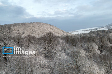 La naturaleza nevada de los bosques de Mazandaran