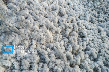 La naturaleza nevada de los bosques de Mazandaran