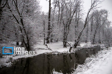 La naturaleza nevada de los bosques de Mazandaran