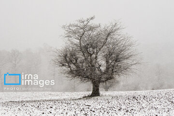 Autumn snow whitens forests of northern Iran