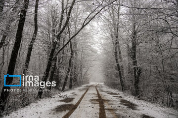 Autumn snow whitens forests of northern Iran