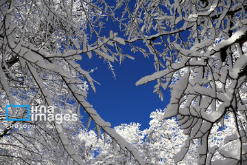 Autumn snow whitens forests of northern Iran