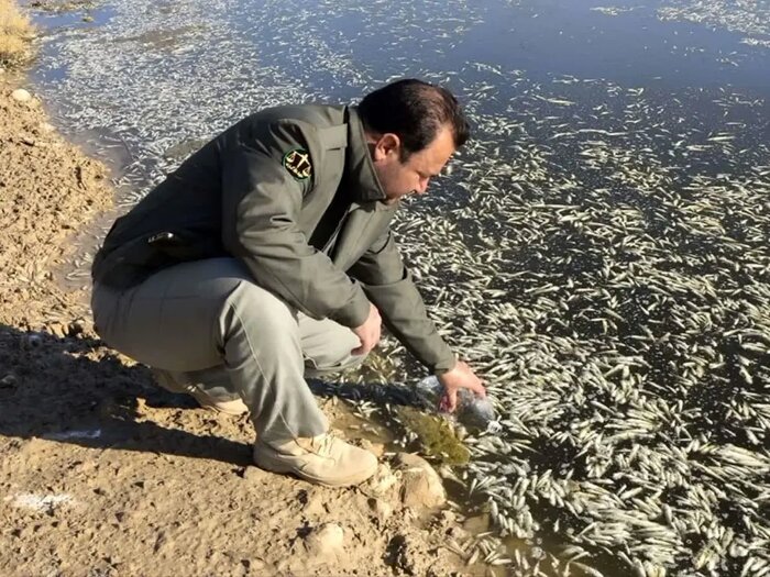 فاجعه زیست محیطی در فارس/مرگ میلیونها قطعه ماهی در بستر رودکُر