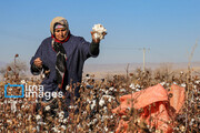 Cotton harvest in northeast Iran