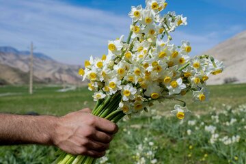 رقص نرگس کویر در هوای زمستانی