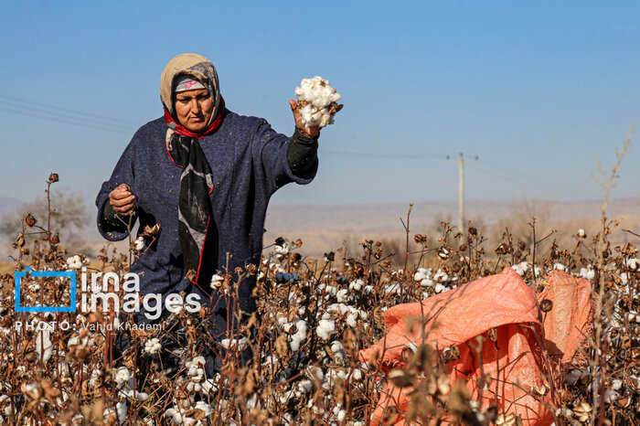 پنبه گلستان در مسیر نوزایی
