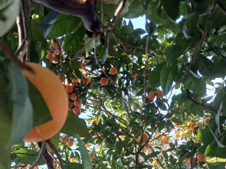 افزایش صادرات محصولات کشاورزی به اوراسیا با رعایت استانداردهای بینالمللی