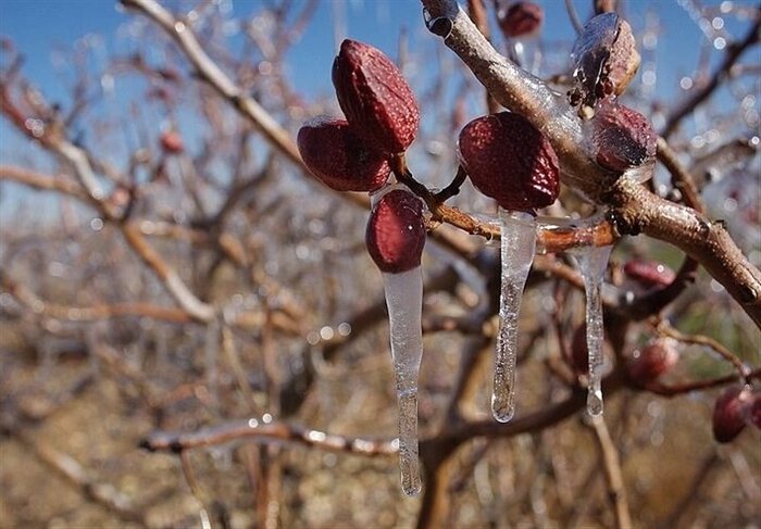 داغ سرما بر دل کشاورزان سیستان و بلوچستان/ یخبندان و توفان به مزارع کشاورزی خسارت زد