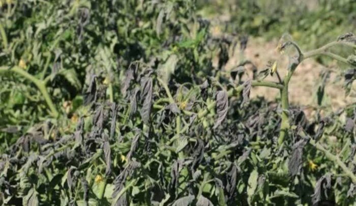 بیم و امید کشاورزان بوشهری