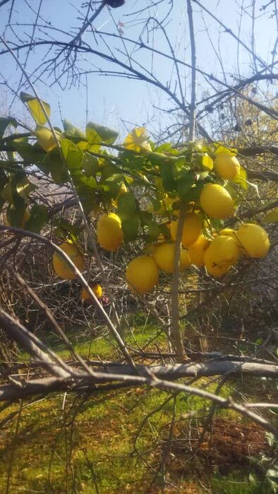 جلوه گری بهار در روستای باستانی دیل + فیلم