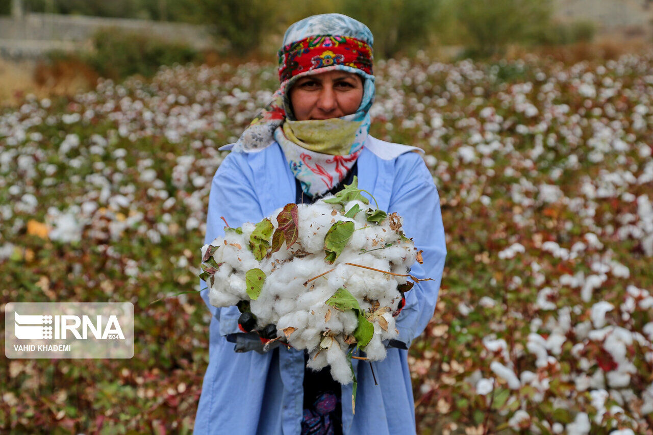 احیای طلای سفید؛ تحول کشاورزی گلستان با پنبه، گلخانه و مدیریت آب