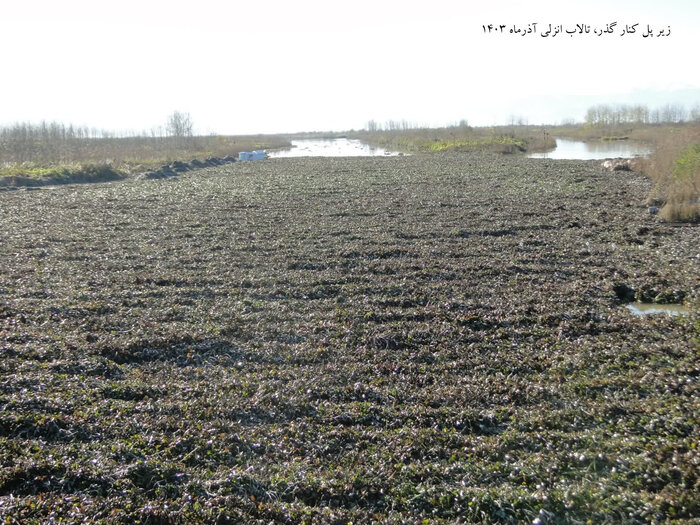 سایه مرگ بر تالاب انزلی؛ آغاز شمارش معکوس